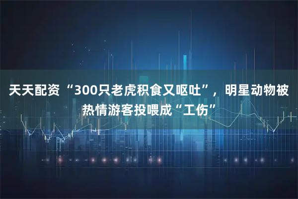 天天配资 “300只老虎积食又呕吐”，明星动物被热情游客投喂成“工伤”