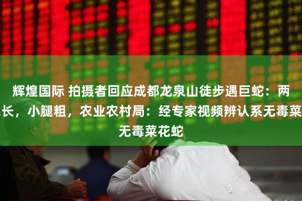 辉煌国际 拍摄者回应成都龙泉山徒步遇巨蛇：两三米长，小腿粗，农业农村局：经专家视频辨认系无毒菜花蛇